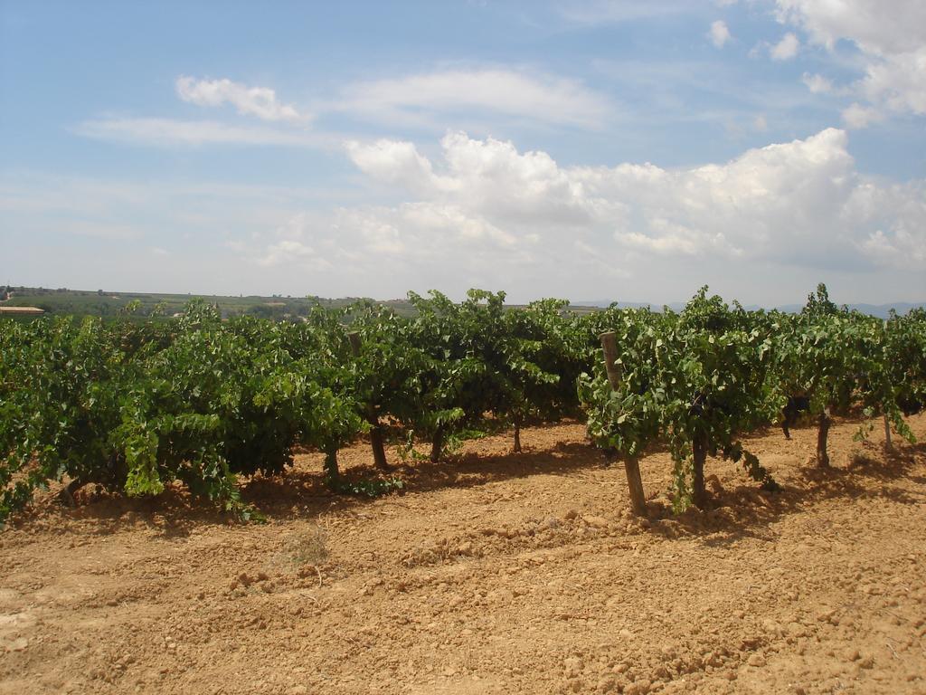 Agroturisme Cal Jeroni Avinyonet del Penedès Kültér fotó